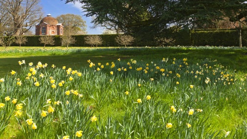Daffodils grow in the grass in front of the summerhouse garden at The Vyne.